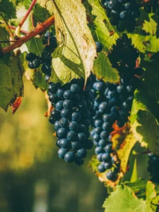 Photo dans un vigne qui focus sur une Grappe de raisin